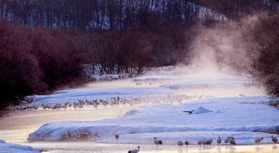 Kushiro red-crowned crane tancho sanctuary Hokkaido Japan — Japanese cranes wetland winter dance