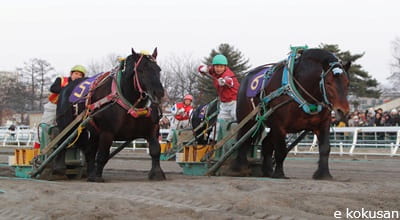 Banei Tokachi draft horse racing Obihiro Hokkaido Japan — Percherons snow ramp steeplechase