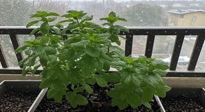 Kitami peppermint fields Hokkaido Japan — drift ice aurora Lake Saroma oysters Abashiri icebreaker