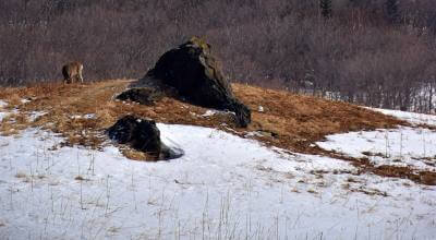 Shiretoko Peninsula UNESCO wilderness Hokkaido Japan — brown bears drift ice Steller sea eagles