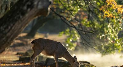 Nara deer park Japan — Todai-ji Great Buddha temple sika deer Kasuga Taisha lanterns