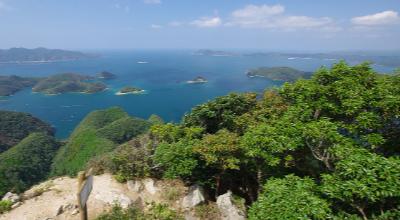 Tsushima Island Nagasaki Japan — Watatsumi Shrine torii gate submerged sea inlet Tsushima cat